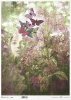  twarz kobiety, rośliny, oregano* female face, plants, oregano* weibliches Gesicht, Pflanzen, Oregano* rostro femenino, plantas, orégano